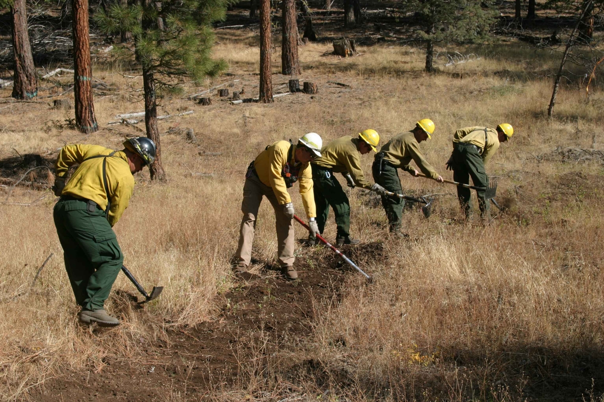 A crew of firefighters dig handline in grass A crew of firefighters dig handline in grass